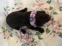 Raven, a female Poodle - Standard  for sale in Eden, GA – 9 of 9