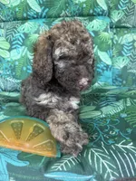 Coco, a female Poodle - Standard  for sale in Eden, GA – 4 of 8