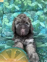 Coco, a female Poodle - Standard  for sale in Eden, GA – 2 of 8