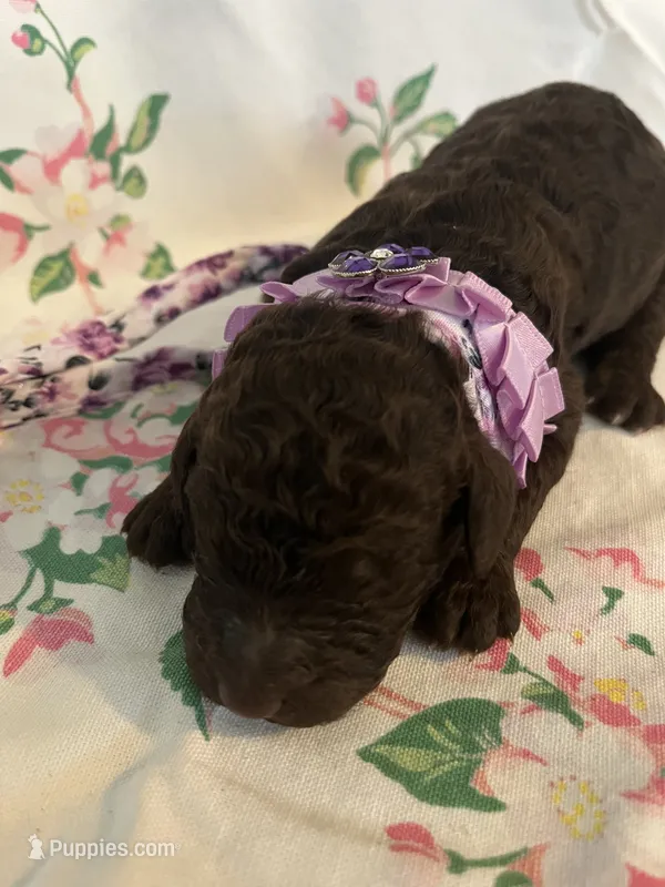 Raven – Poodle - Standard  puppy for sale in Eden, GA