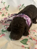 Raven, a female Poodle - Standard  for sale in Eden, GA – 1 of 9