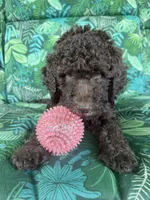 Raven, a female Poodle - Standard  for sale in Eden, GA – 2 of 8