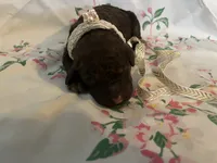 Coco, a female Poodle - Standard  for sale in Eden, GA – 4 of 6