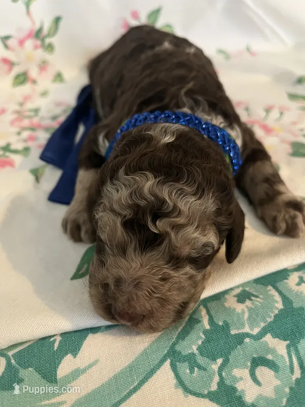Cowboy – Poodle - Standard  puppy for sale in Eden, GA