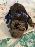 Cowboy, a male Poodle - Standard  for sale in Eden, GA – 1 of 6