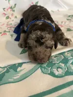 Cowboy, a male Poodle - Standard  for sale in Eden, GA – 2 of 6