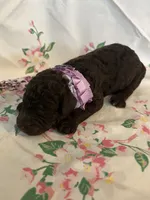 Raven, a female Poodle - Standard  for sale in Eden, GA – 4 of 9