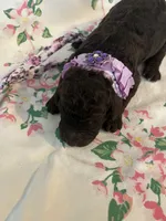 Raven, a female Poodle - Standard  for sale in Eden, GA – 5 of 9