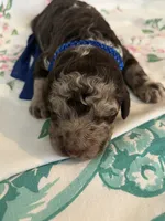 Cowboy, a male Poodle - Standard  for sale in Eden, GA – 4 of 6