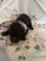 Raven, a female Poodle - Standard  for sale in Eden, GA – 8 of 9