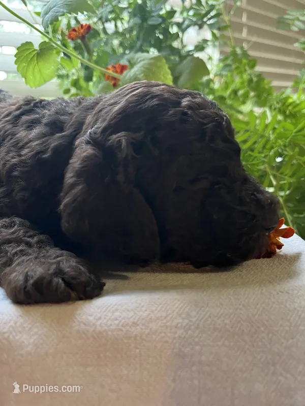 Raven – Poodle - Standard  puppy for sale in Eden, GA