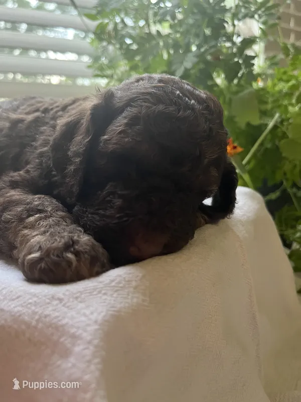 Coco – Poodle - Standard  puppy for sale in Eden, GA