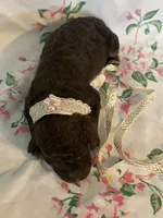 Coco, a female Poodle - Standard  for sale in Eden, GA – 5 of 6