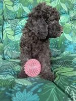 Raven, a female Poodle - Standard  for sale in Eden, GA – 4 of 8
