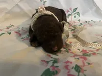 Coco, a female Poodle - Standard  for sale in Eden, GA – 3 of 6
