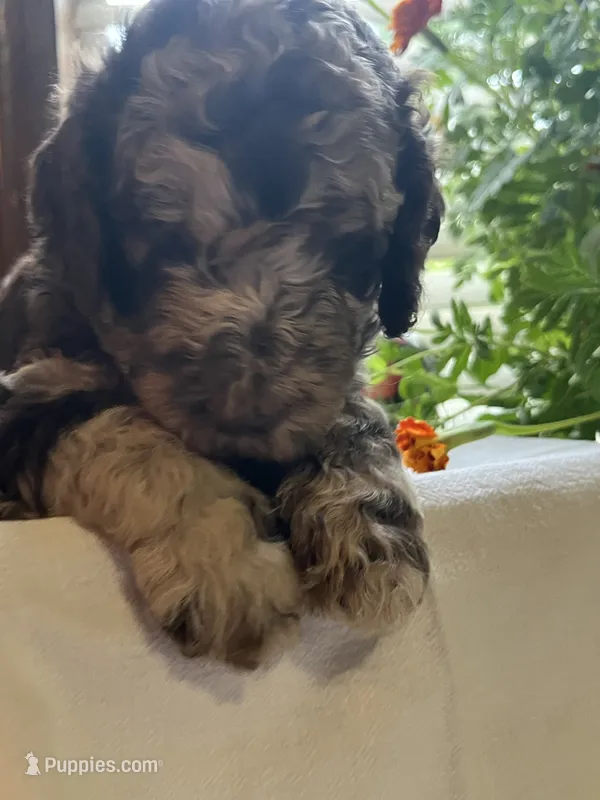 Cowboy – Poodle - Standard  puppy for sale in Eden, GA