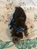 Cowboy, a male Poodle - Standard  for sale in Eden, GA – 5 of 6