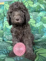 Raven, a female Poodle - Standard  for sale in Eden, GA – 7 of 8