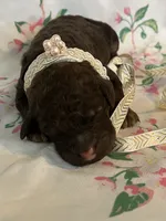 Coco, a female Poodle - Standard  for sale in Eden, GA – 1 of 6
