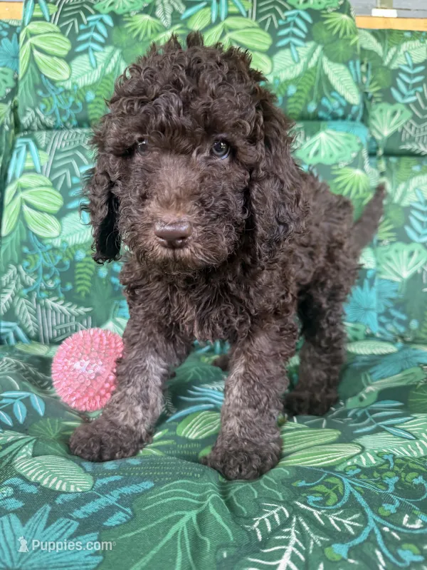 Raven – Poodle - Standard  puppy for sale in Eden, GA