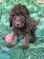Raven, a female Poodle - Standard  for sale in Eden, GA – 1 of 8