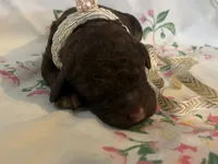 Coco, a female Poodle - Standard  for sale in Eden, GA – 2 of 6