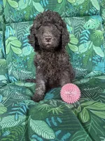 Raven, a female Poodle - Standard  for sale in Eden, GA – 6 of 8