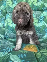 Coco, a female Poodle - Standard  for sale in Eden, GA – 3 of 8