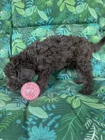 Raven, a female Poodle - Standard  for sale in Eden, GA – 5 of 8