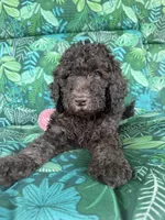 Raven, a female Poodle - Standard  for sale in Eden, GA – 3 of 8