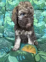 Coco, a female Poodle - Standard  for sale in Eden, GA – 5 of 8
