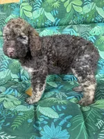 Coco, a female Poodle - Standard  for sale in Eden, GA – 6 of 8