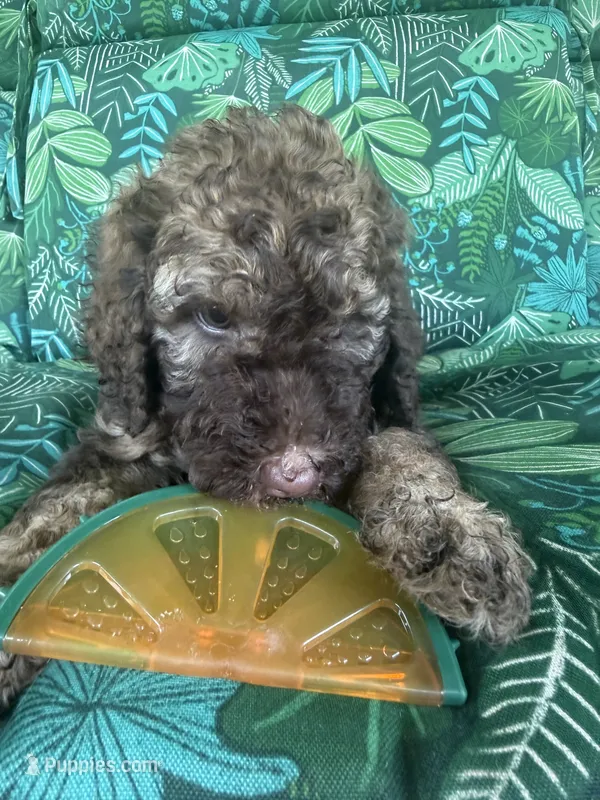 Coco – Poodle - Standard  puppy for sale in Eden, GA