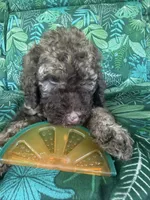 Coco, a female Poodle - Standard  for sale in Eden, GA – 1 of 8