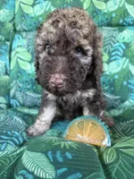 Coco, a female Poodle - Standard  for sale in Eden, GA – 8 of 8