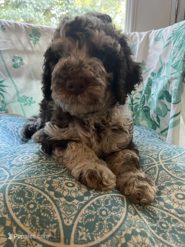 Cowboy – Poodle - Standard  puppy for sale in Eden, GA