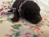 Raven, a female Poodle - Standard  for sale in Eden, GA – 2 of 9