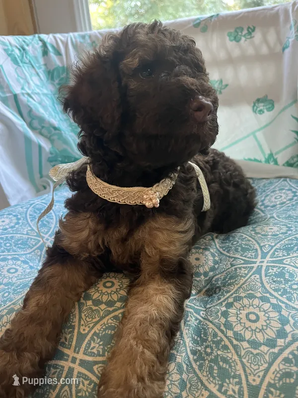 Coco – Poodle - Standard  puppy for sale in Eden, GA