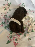 Raven, a female Poodle - Standard  for sale in Eden, GA – 6 of 9