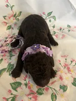 Raven, a female Poodle - Standard  for sale in Eden, GA – 7 of 9