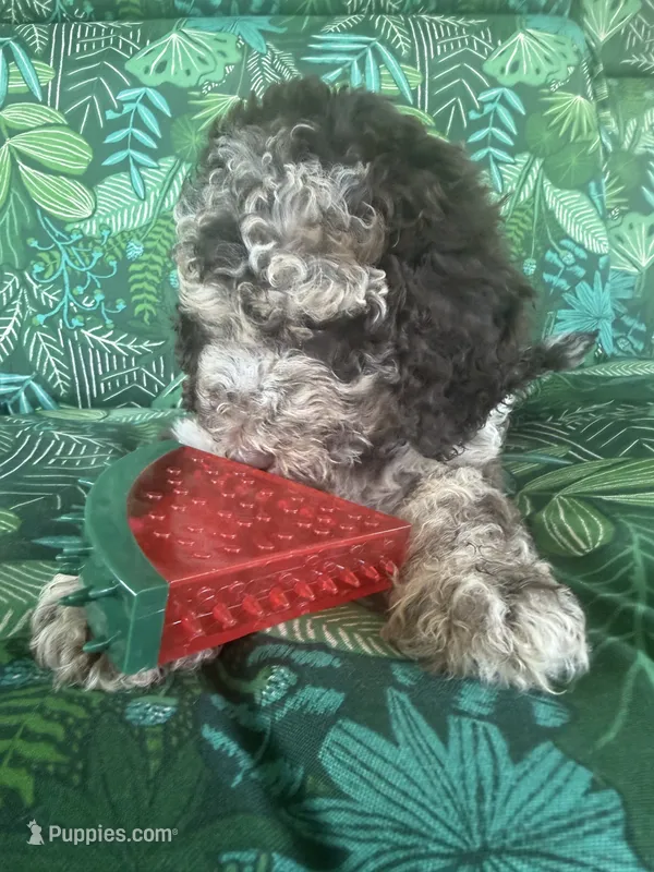 Cowboy – Poodle - Standard  puppy for sale in Eden, GA