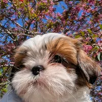 Tony , a male Shih Tzu for sale in Warren, MI – 6 of 10