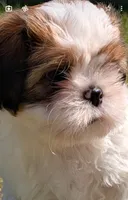 Tony , a male Shih Tzu for sale in Warren, MI – 10 of 10