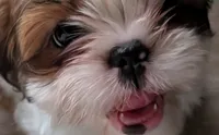 Tony , a male Shih Tzu for sale in Warren, MI – 3 of 10