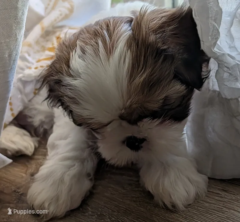 Tony  – Shih Tzu puppy for sale in Warren, MI