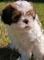 Tony , a male Shih Tzu for sale in Warren, MI – 4 of 10