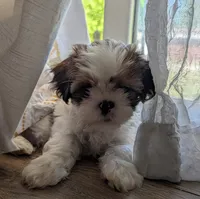 Tony , a male Shih Tzu for sale in Warren, MI – 9 of 10