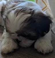 Tony , a male Shih Tzu for sale in Warren, MI – 5 of 10