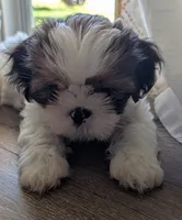Tony , a male Shih Tzu for sale in Warren, MI – 2 of 10