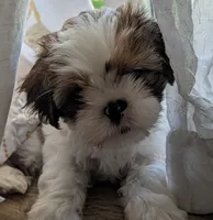Tony , a male Shih Tzu for sale in Warren, MI – 8 of 10